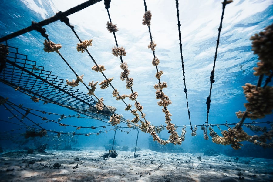 Coral fragments hanging in an underwater nursery.