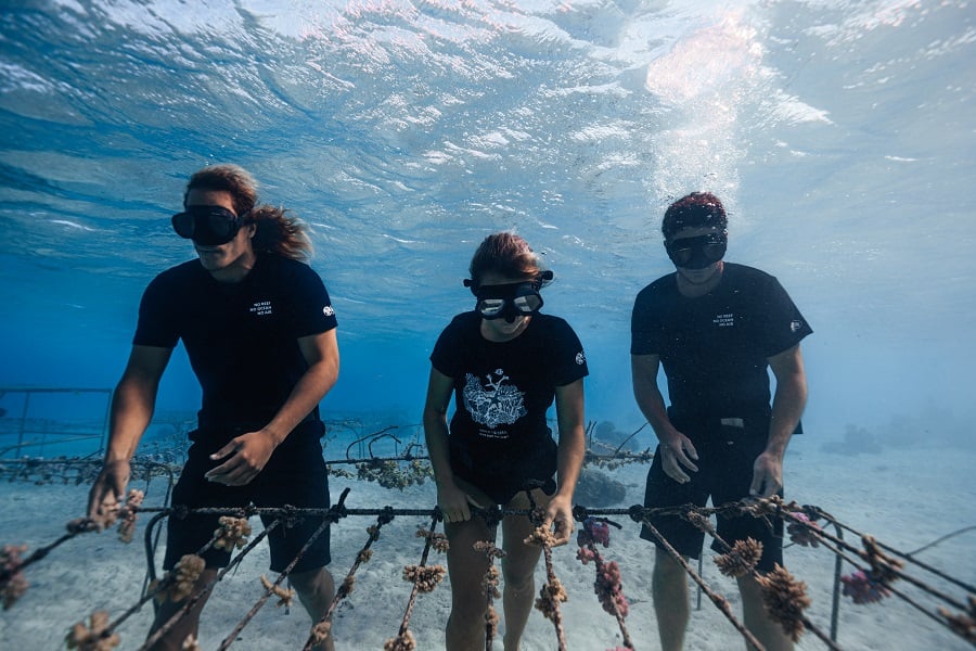 Three divers work on coral fragments underwater.