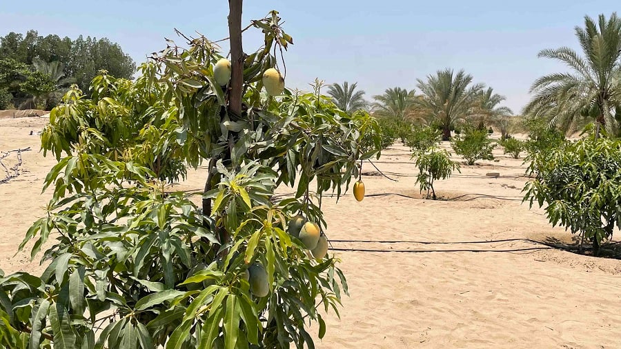 Mango orchard with irrigation lines and palm trees.