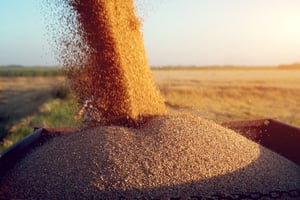 What if India decides to restrict wheat shipments?