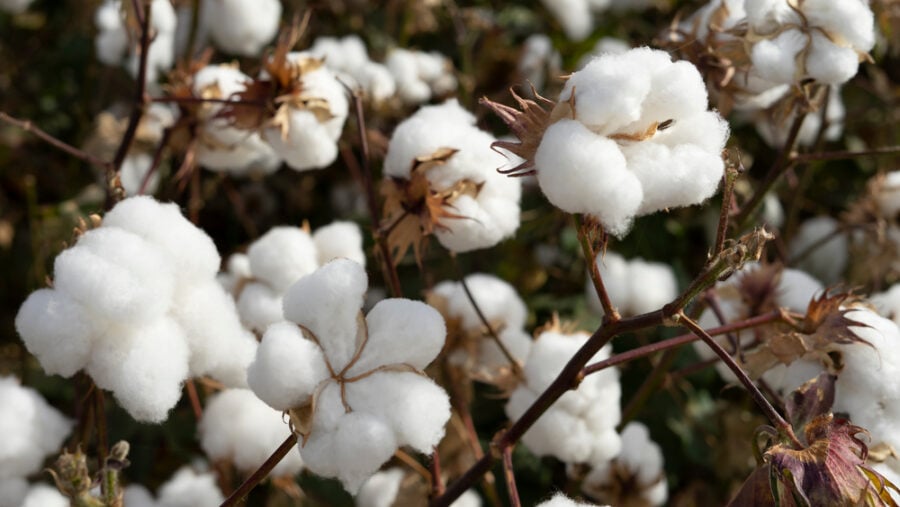 Cotton enters the global crises arena  