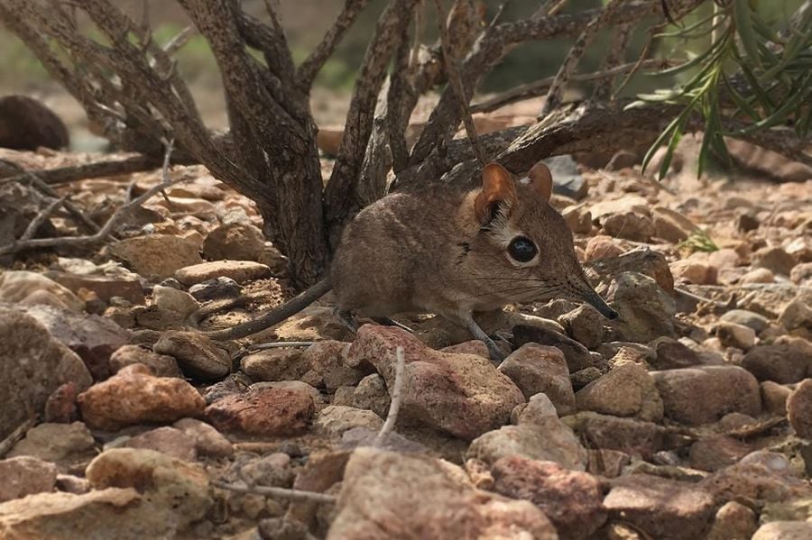 New ‘Langya’ virus identified in China: what scientists know so far