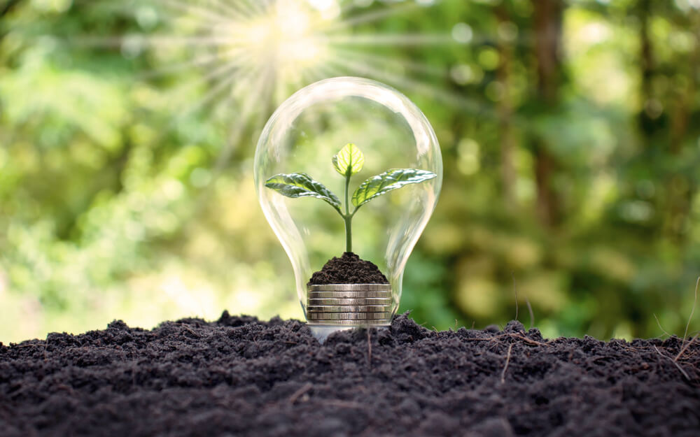 Seedling growing in a lightbulb resting on coins.