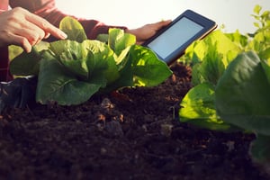 Saudi to build indoor vertical farm, largest in MENA