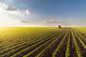 A farm in Sharjah's desert to produce 1,600 tons of wheat annually