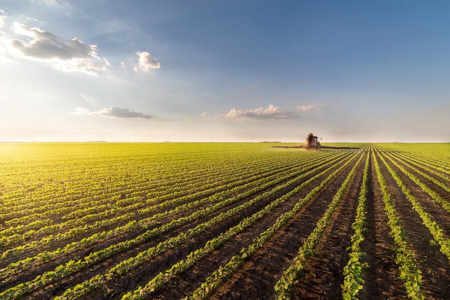 A farm in Sharjah’s desert to produce 1,600 tons of wheat annually