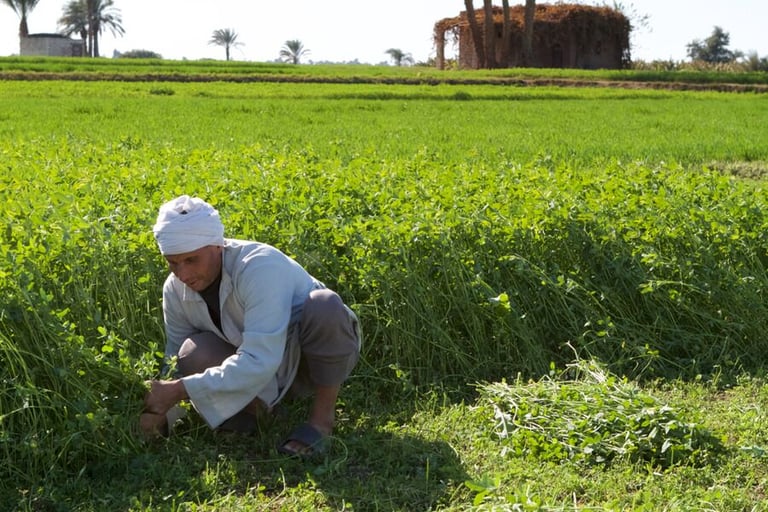 New Delta: The largest in the history of Egyptian agricultural projects