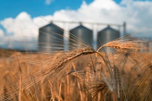 Egypt's grain silos receive $66 mn in EU, French funding