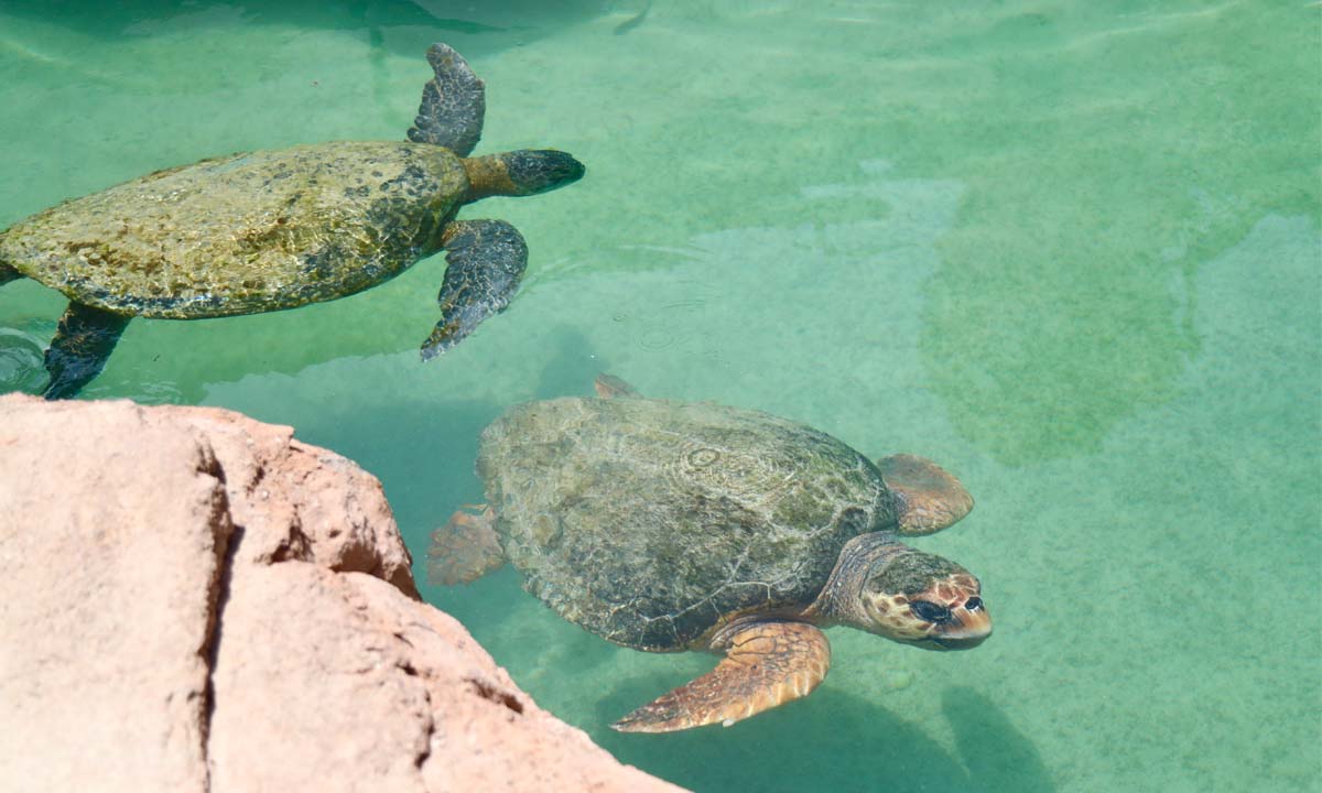 Two sea turtles swimming in a shallow green pool.