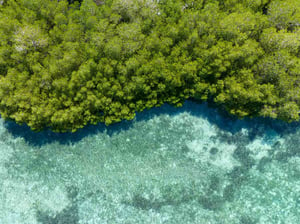 Red Sea Global eyes 50 mn mangroves with new project