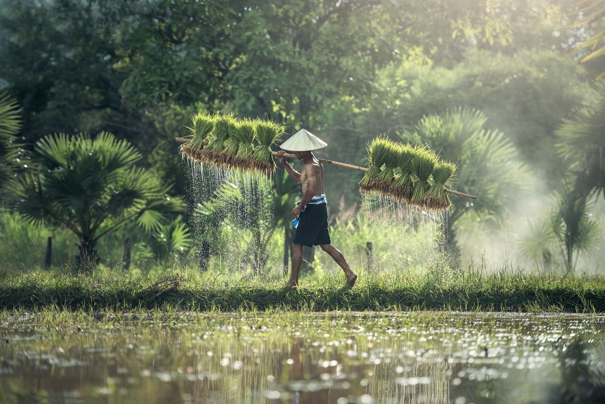 Global rice markets coming to the fore again… a climate repercussion