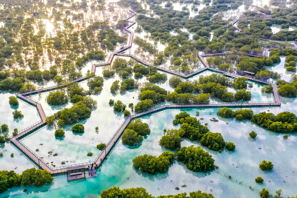 Abu Dhabi mangroves