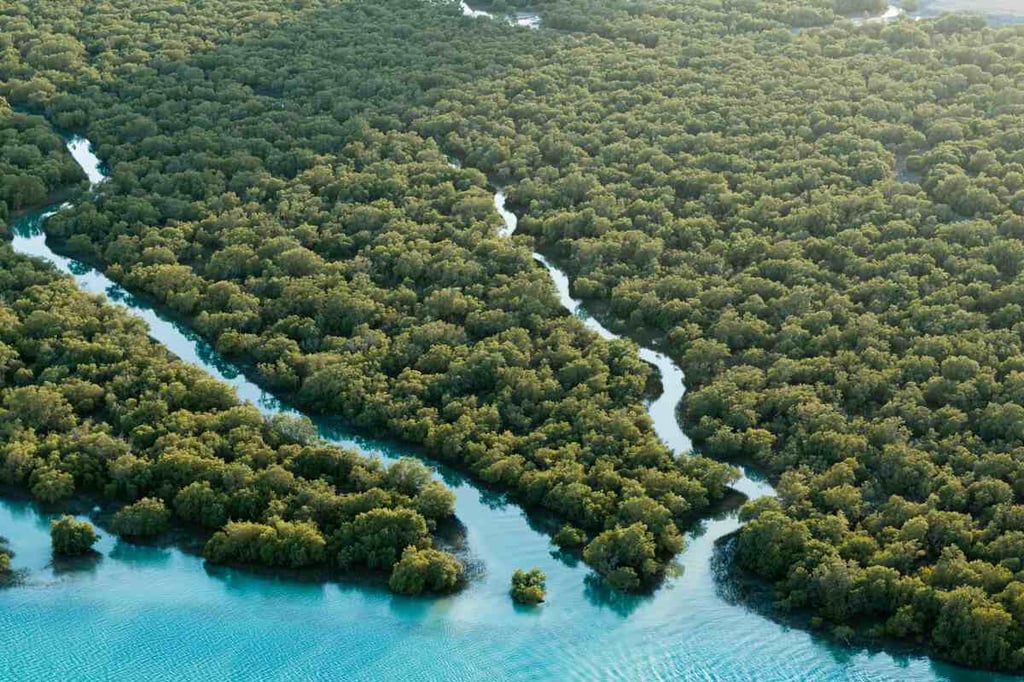 Abu Dhabi boosts climate action by planting 44 million mangrove trees