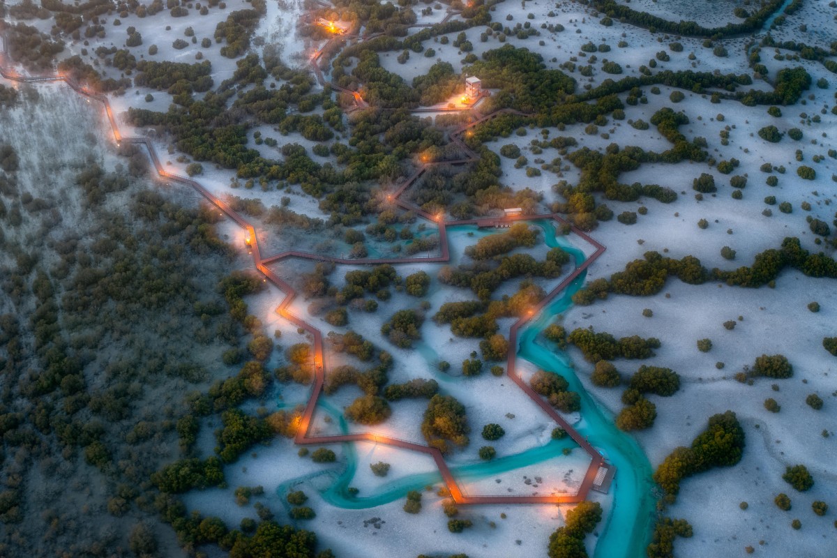 Lit boardwalk winding through a mangrove forest.