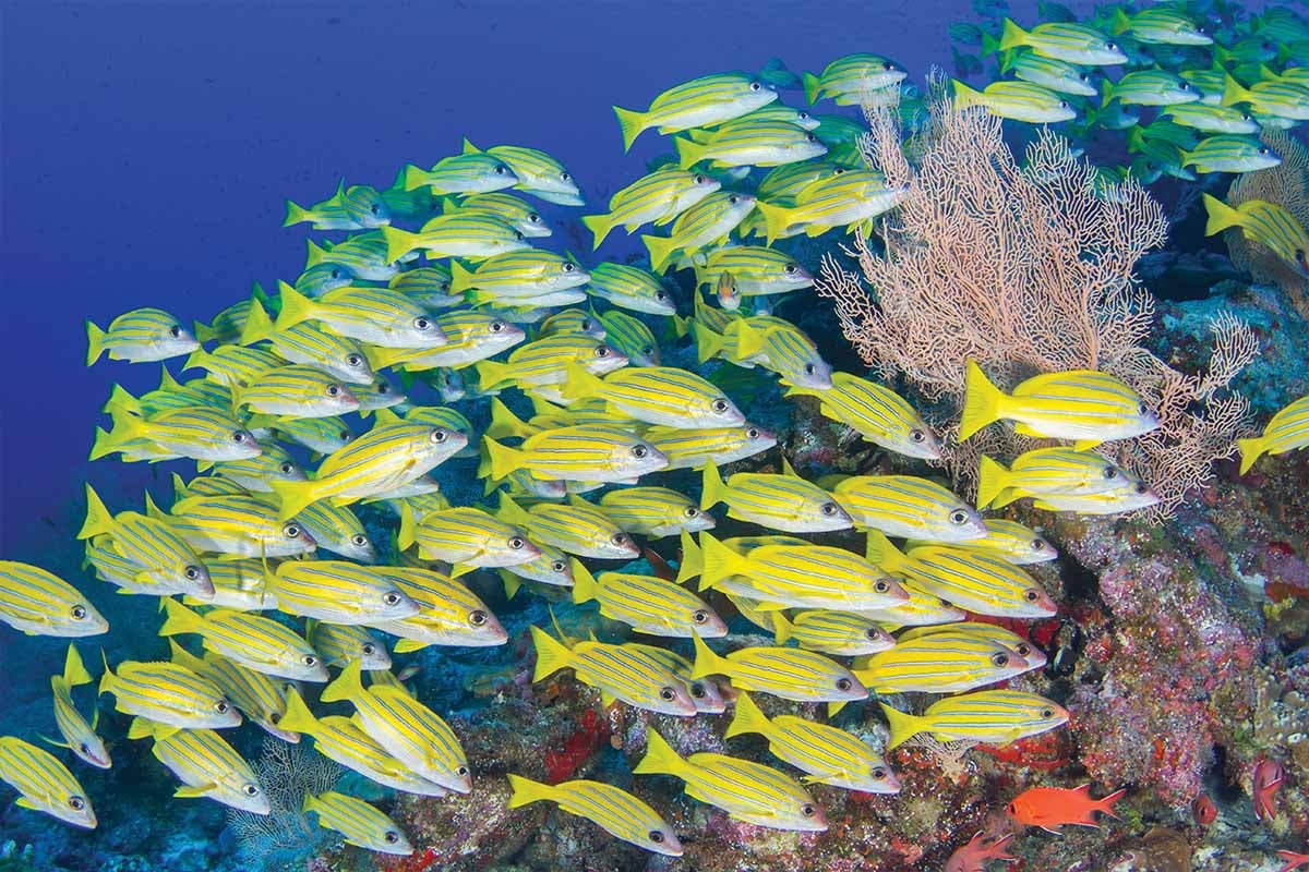 Seychelles under water