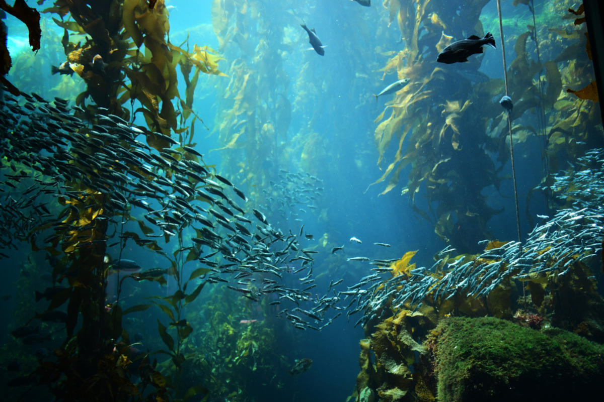 Abu Dhabi coastal ecosystems