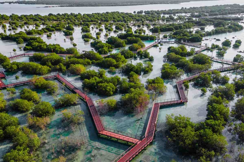 One million mangrove seeds planted using drone technology in Abu Dhabi