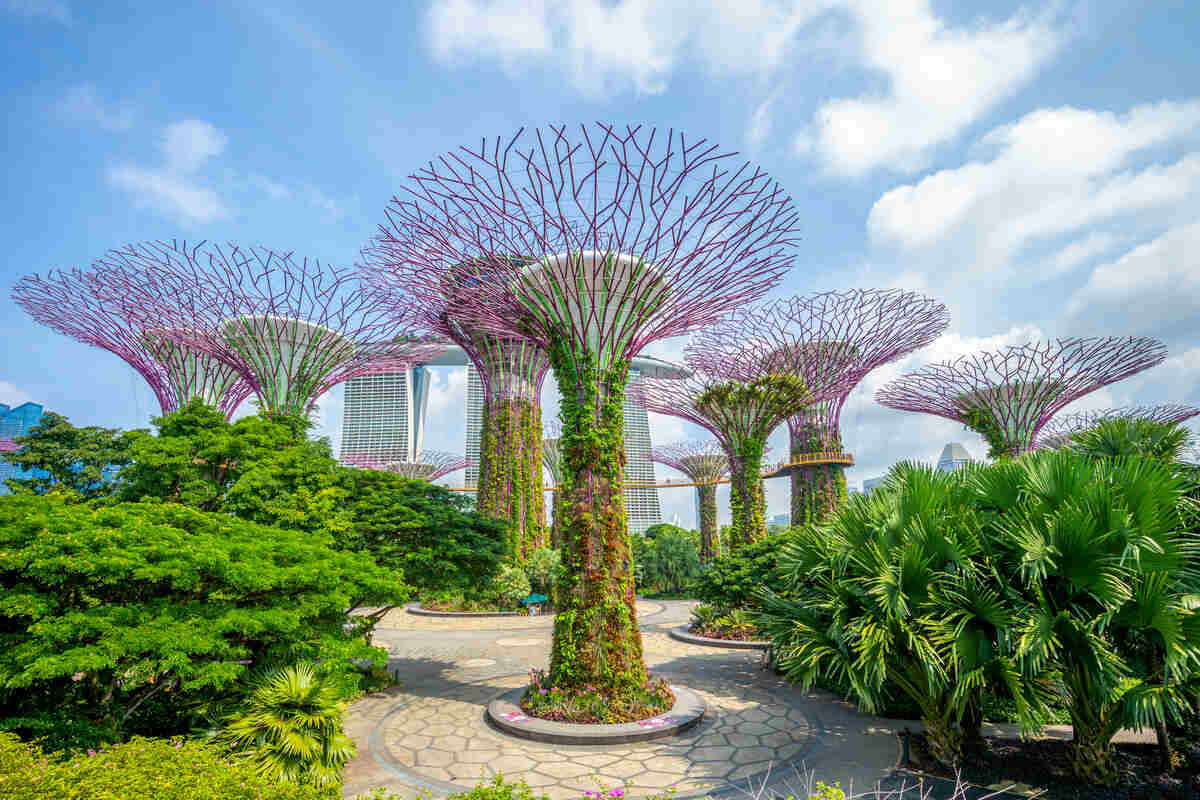Supertrees stand in a lush garden with modern buildings in the background.