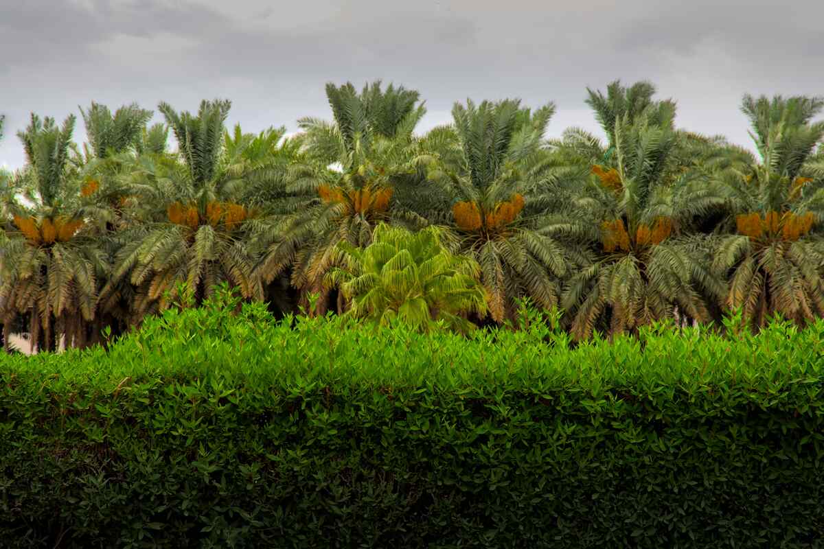 Saudi Arabia secures $10 billion in private investment for sustainable agriculture