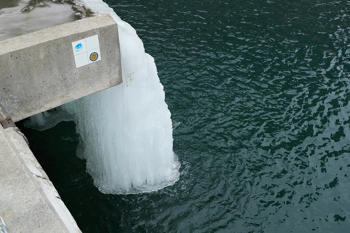 water plant
