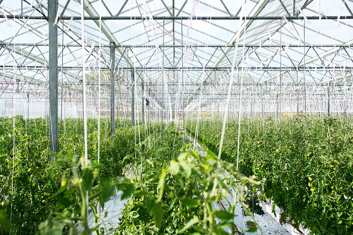 agriculture 2