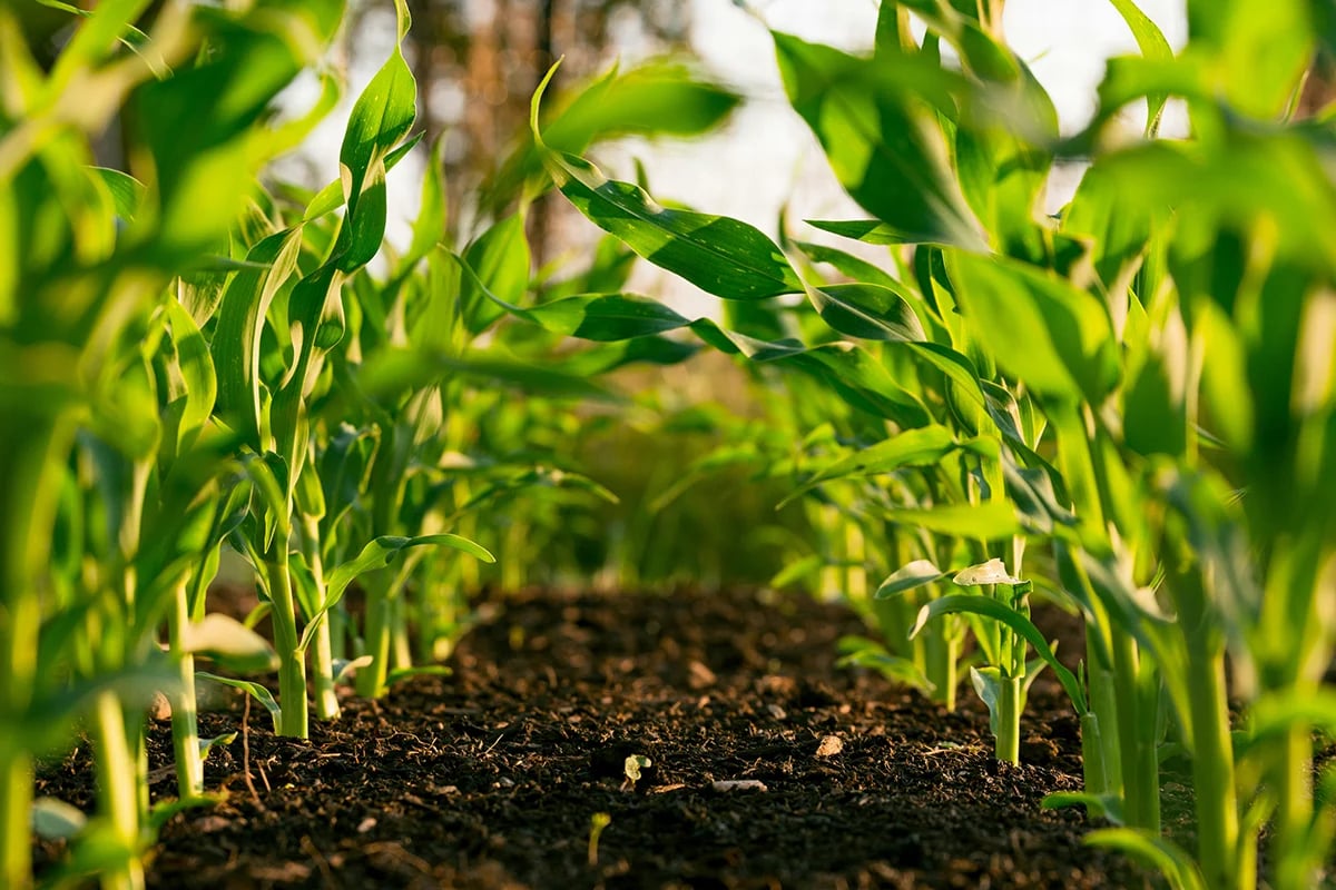 agriculture 3