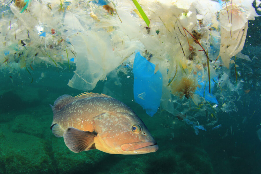 ocean sustainability fashion