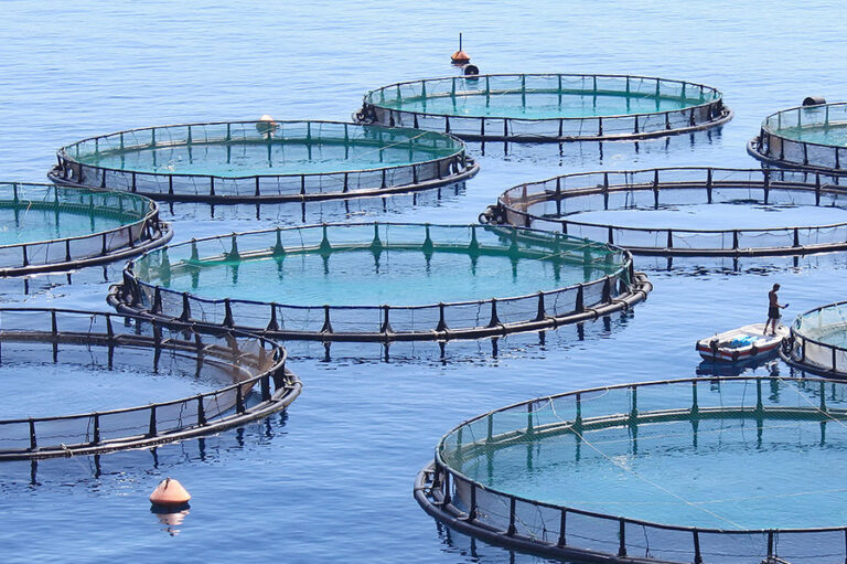 مصر تطلق أول مزرعة لتربية الأسماك العضوية