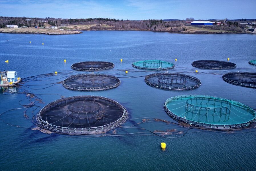 Oman aquaculture