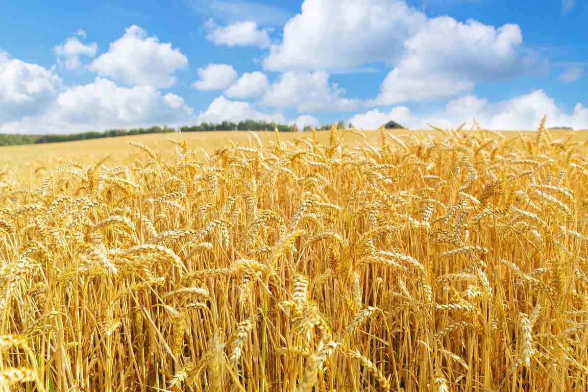 UAE and Egypt activate $500 million five-year wheat supply deal